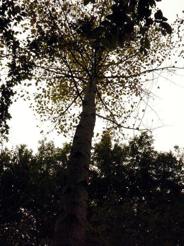 Tronc parfait sur 6 mètres